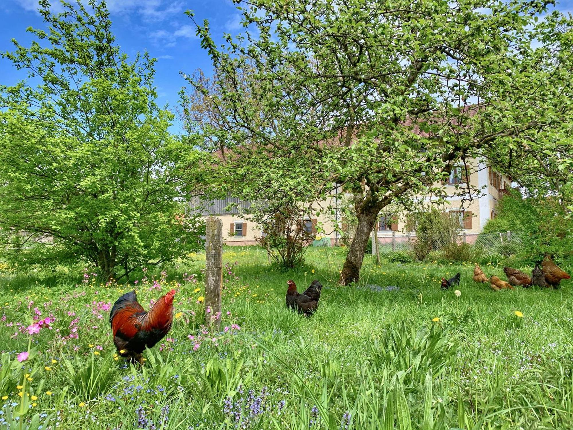 Bauernhof Geigerhof Villa Ашау им Кимгау Екстериор снимка
